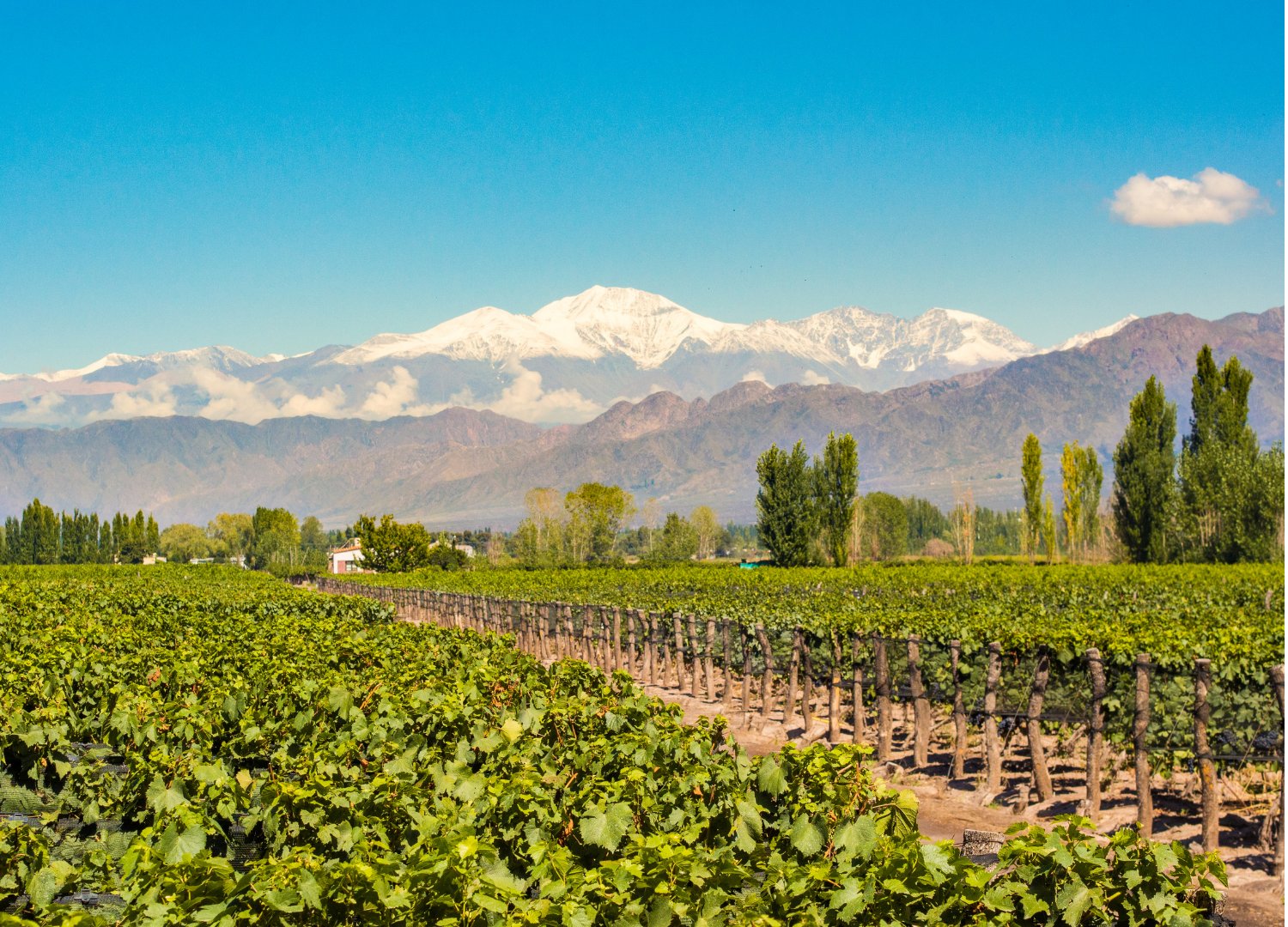 Mendoza: Mendoza - City tour + Vinícolas e Olivais + Alta Montanha